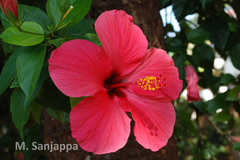 Hibiscus rosa-sinensis